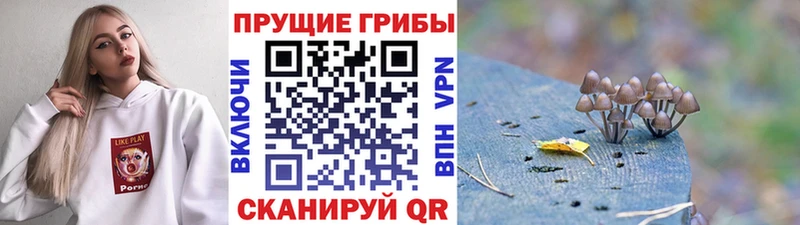 Купить закладки  Камбарка  Галлюциногенные грибы Psilocybine cubensis 